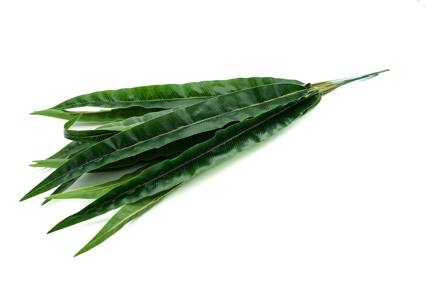 GAŁĄZKA LIŚĆ- KWL250 1