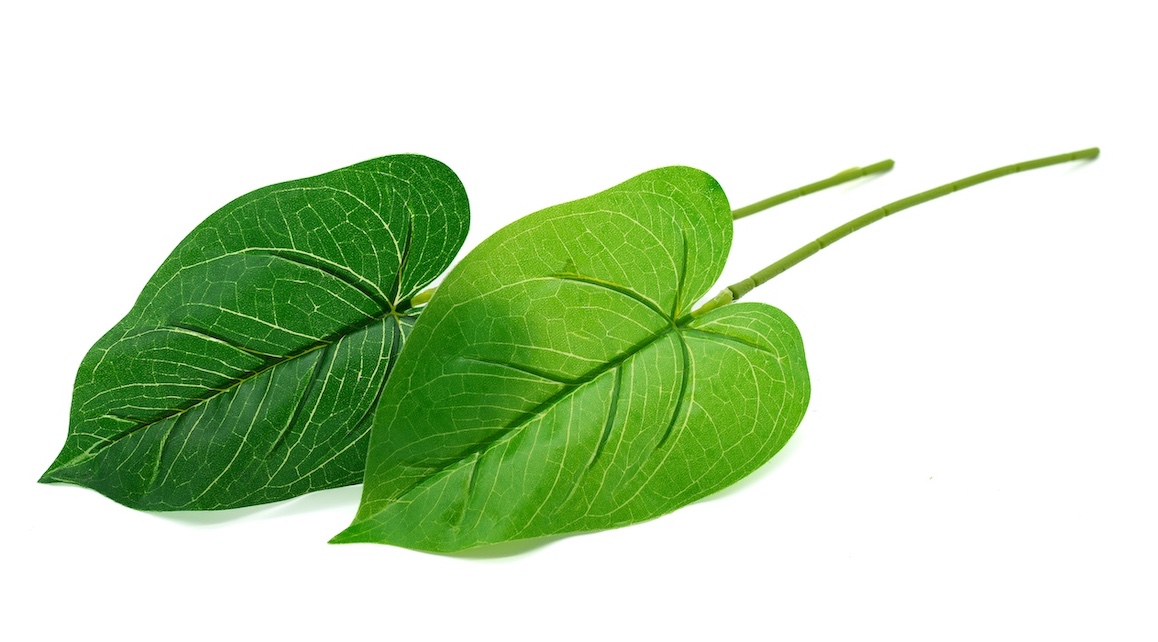 LIŚĆ DODATEK-KWL275 1