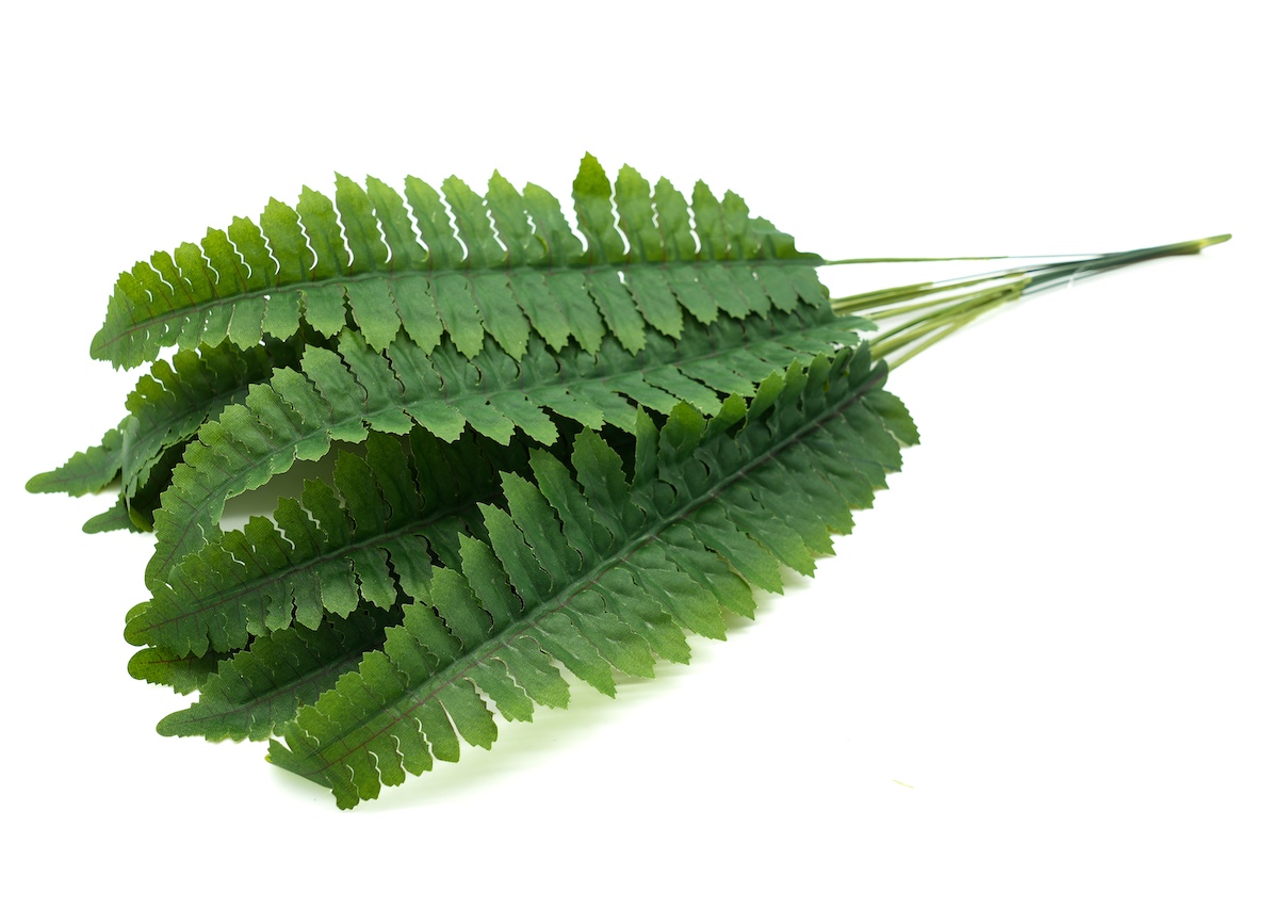 LIŚĆ PAPROCI-KWL260 1