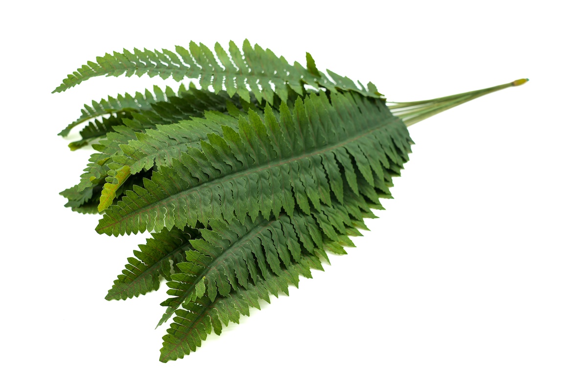 PAPROĆ DODATWK-KWL261 1