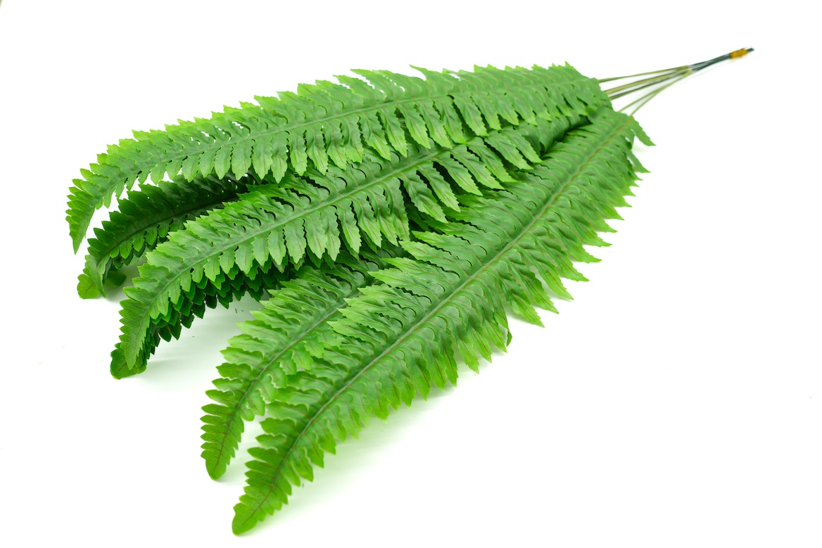 PAPROTKA PIK-KWL262 1