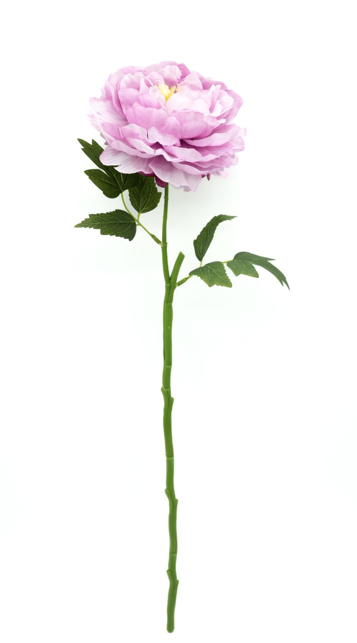 PIWONIA  POJEDYŃCZA  MIX KOLOR - KWZ1481-W 2