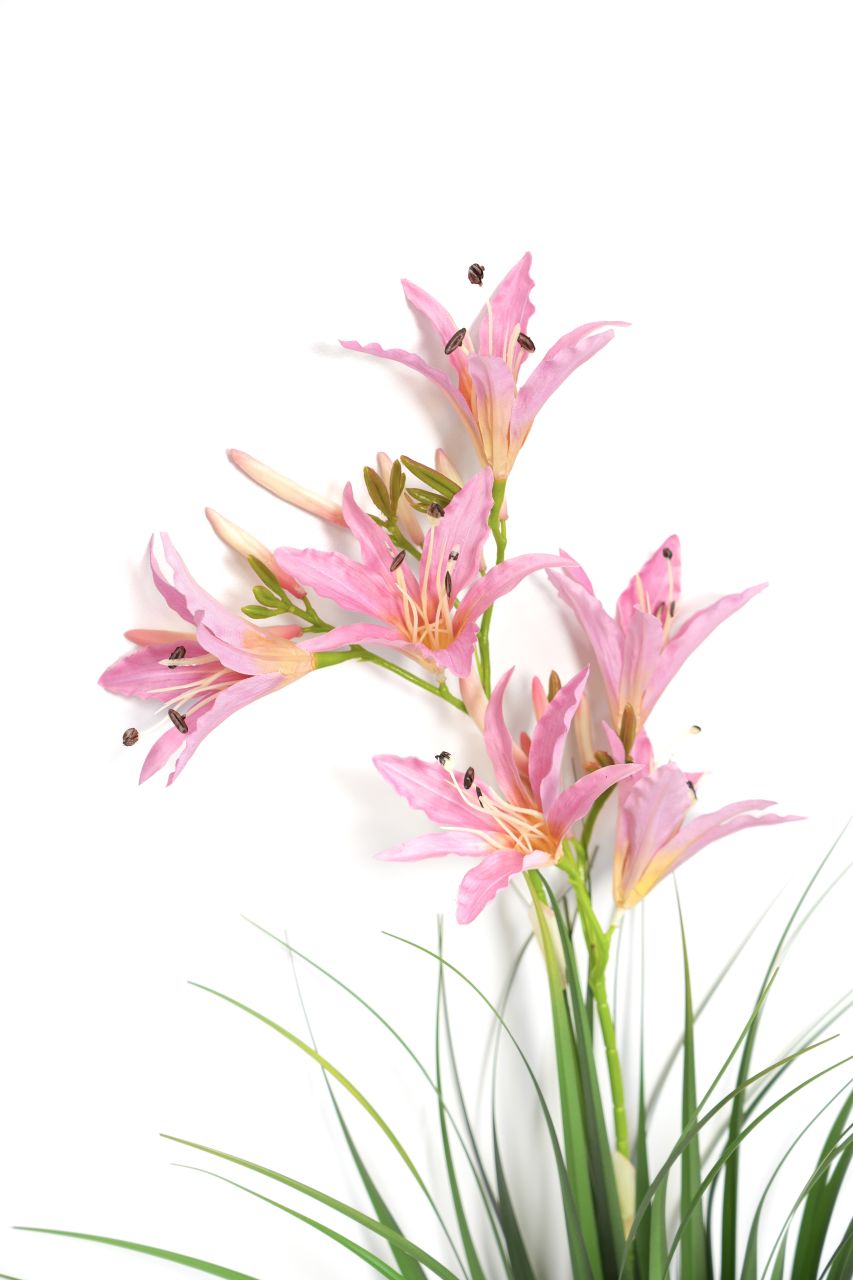 TRaWA KWITNĄCA - KWO2265 1