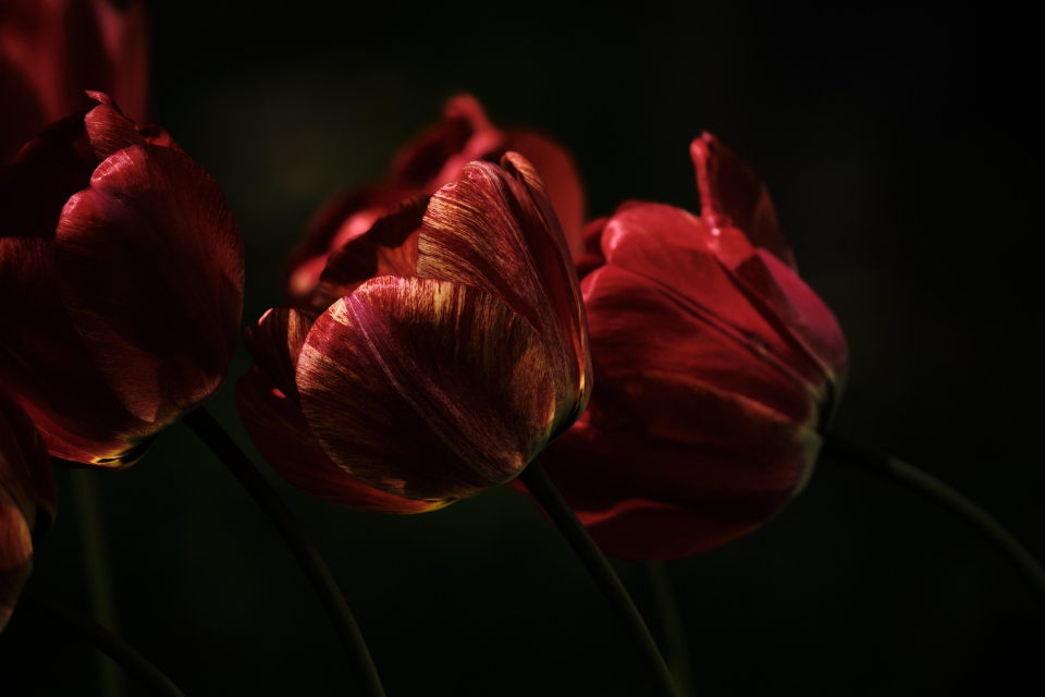 Wiosenne kwiaty - już są