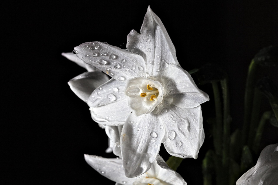 Narcyzy – wiosenne słońce w ogrodzie