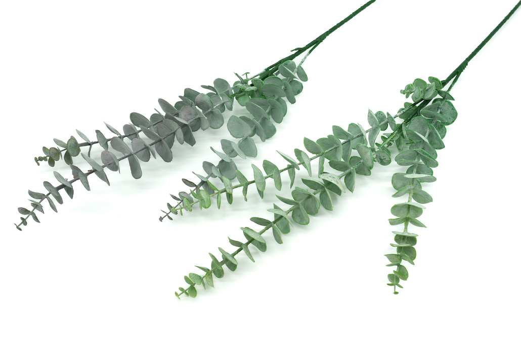 GALAZKA EUKALIPTUS-KWZ2274 1