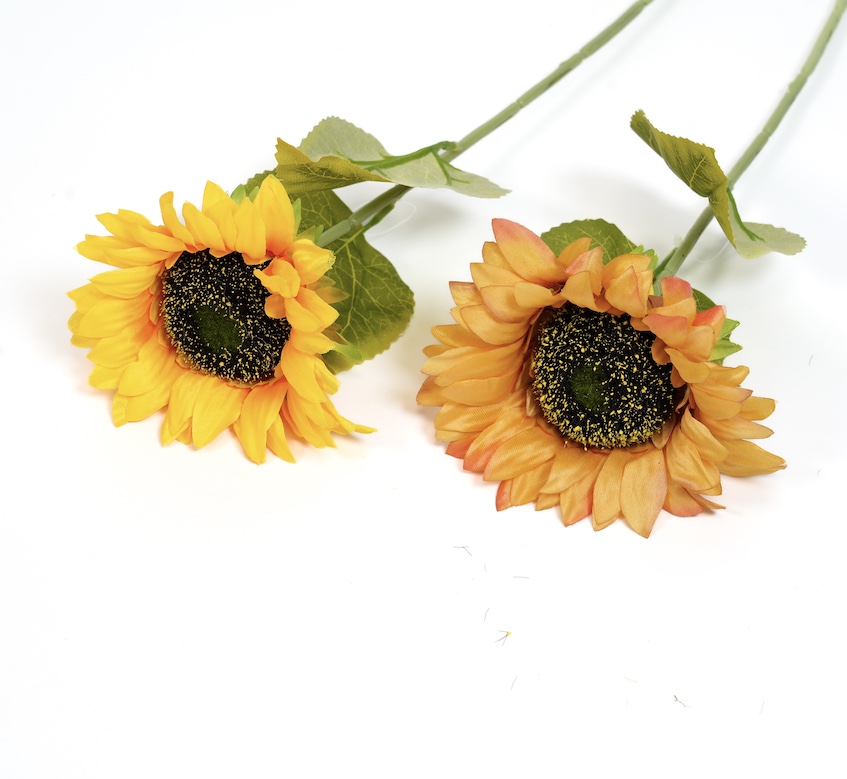 SŁONECZNIK KWO1581 1